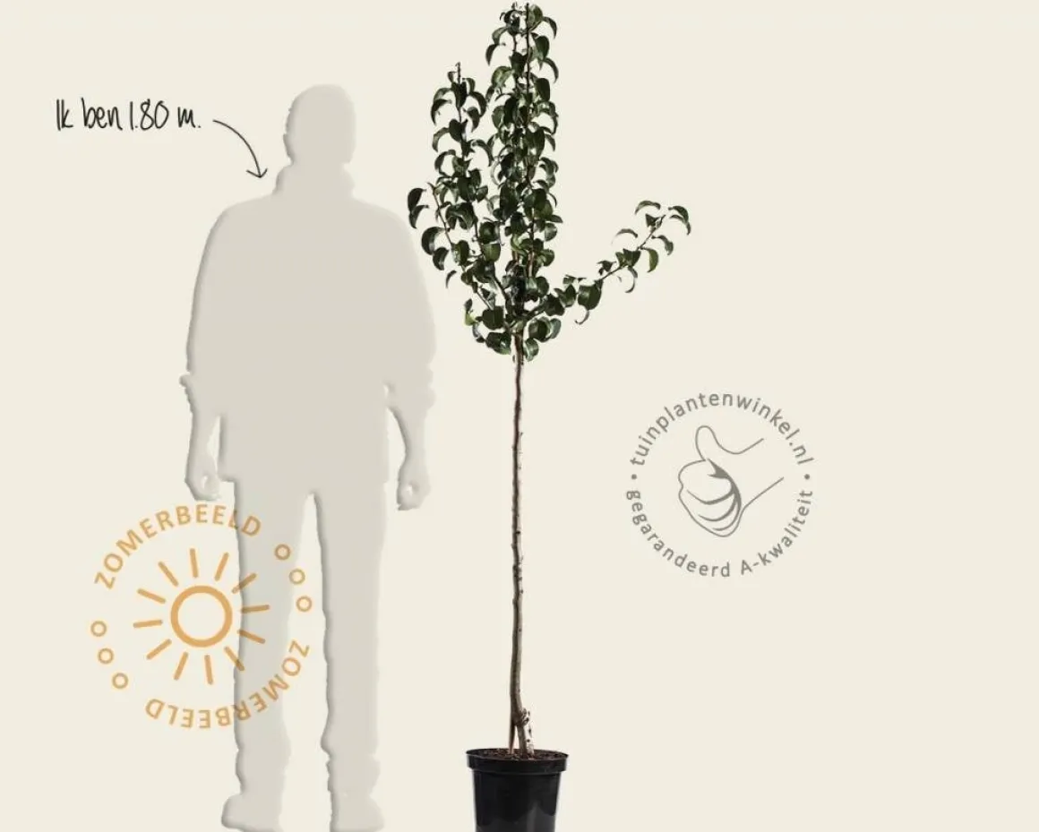 Pyrus communis 'Doyenne du Comice' - halfstam
