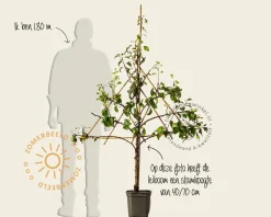 Pyrus communis 'Doyenne du Comice' - lei-vorm