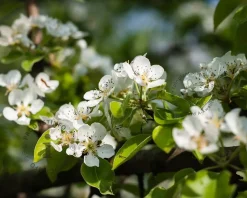 Pyrus communis 'Doyenne du Comice' - hoogstam