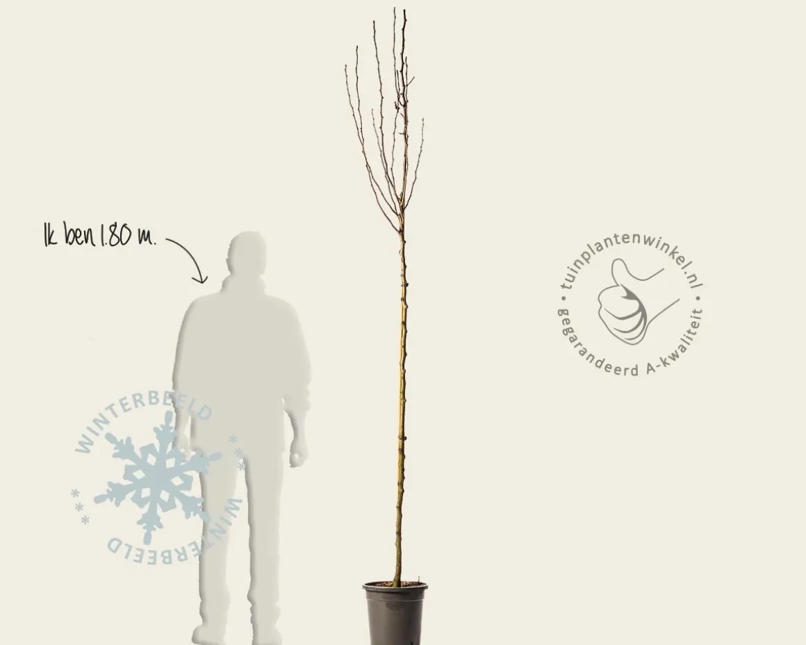 Pyrus communis 'Doyenne du Comice' - hoogstam