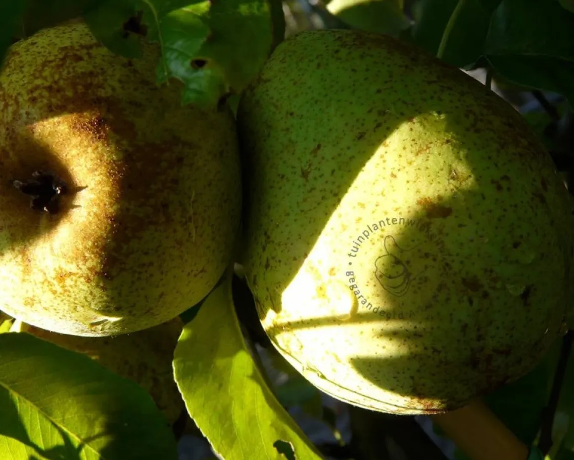 Pyrus communis 'Doyenne du Comice' - hoogstam