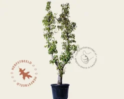 Pyrus communis 'Doyenne du Comice' - oude U-vorm
