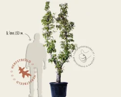Pyrus communis 'Doyenne du Comice' - oude U-vorm