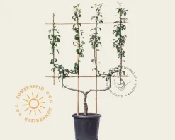 Pyrus communis 'Doyenne du Comice' - dubbele U-vorm