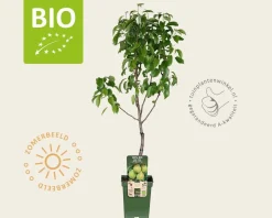 Pyrus communis 'Doyenne du Comice' - BIO mini