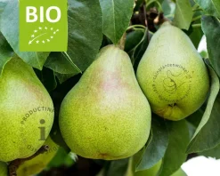 Pyrus communis 'Doyenne du Comice' - BIO mini