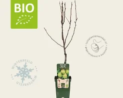Pyrus communis 'Doyenne du Comice' - BIO mini