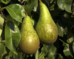 Pyrus communis DUO 'Conference' & 'Williams'
