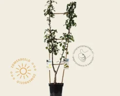 Pyrus communis DUO 'Conference' & 'Williams'