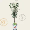 Pyrus communis 'Gieser Wildeman' - mini