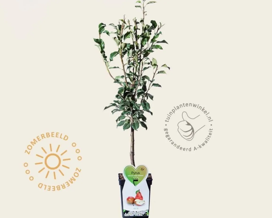 Pyrus communis 'Gieser Wildeman' - mini