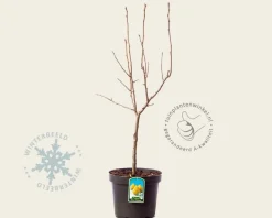 Pyrus communis 'Gieser Wildeman' - mini