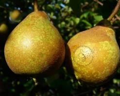 Pyrus communis 'Gieser Wildeman' - mini