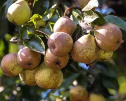 Pyrus communis 'Gieser Wildeman' - laagstam