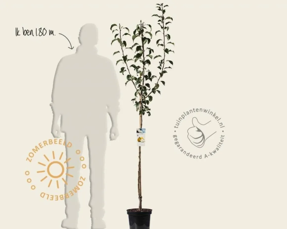 Pyrus communis 'Gieser Wildeman' - halfstam