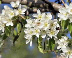 Pyrus communis 'Gieser Wildeman' - halfstam