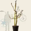 Pyrus communis 'Gieser Wildeman' - oude laagstam