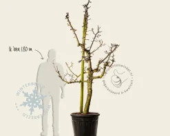 Pyrus communis 'Gieser Wildeman' - oude laagstam