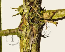 Pyrus communis 'Gieser Wildeman' - oude laagstam