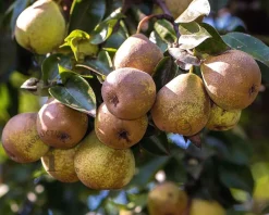 Pyrus communis 'Gieser Wildeman' - oude laagstam