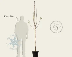 Pyrus communis 'Jut' - halfstam