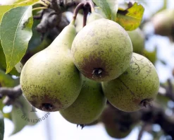 Pyrus communis 'Jut' - halfstam