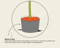 Pyrus communis 'Jut' - halfstam