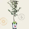Pyrus communis 'Rote Williams' - mini