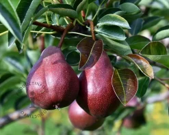 Pyrus communis 'Rote Williams' - laagstam