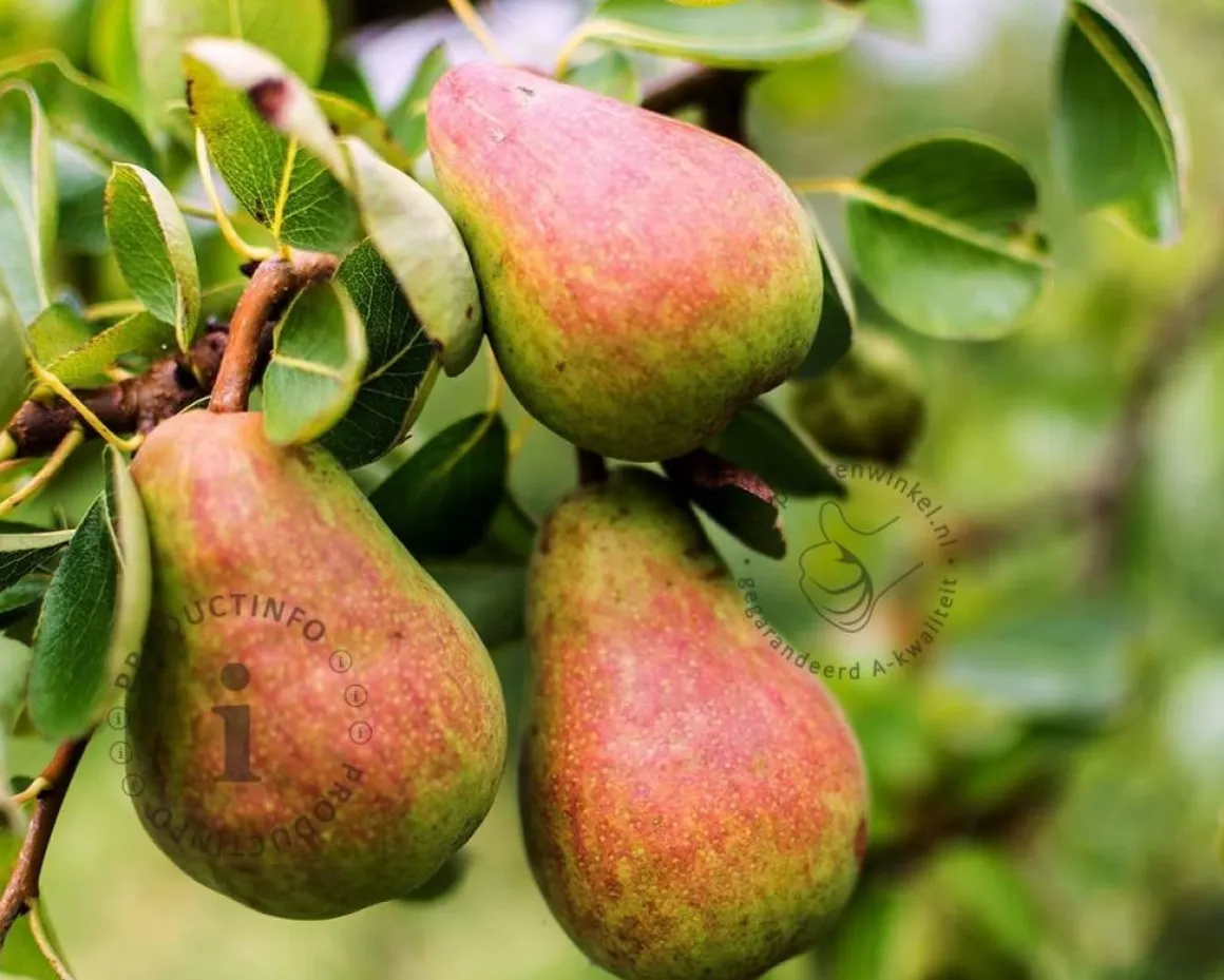 Pyrus communis 'Rote Williams' - laagstam