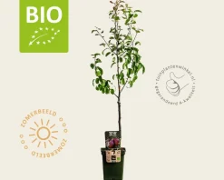 Pyrus communis 'Rote Williams' - BIO mini