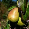 Pyrus communis 'Saint Remy' - halfstam