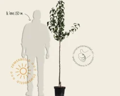 Pyrus communis 'Saint Remy' - halfstam