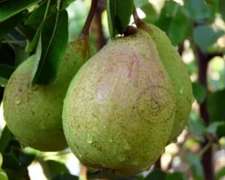 Pyrus communis 'Saint Remy' - halfstam