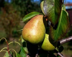 Pyrus communis 'Saint Remy' - hoogstam