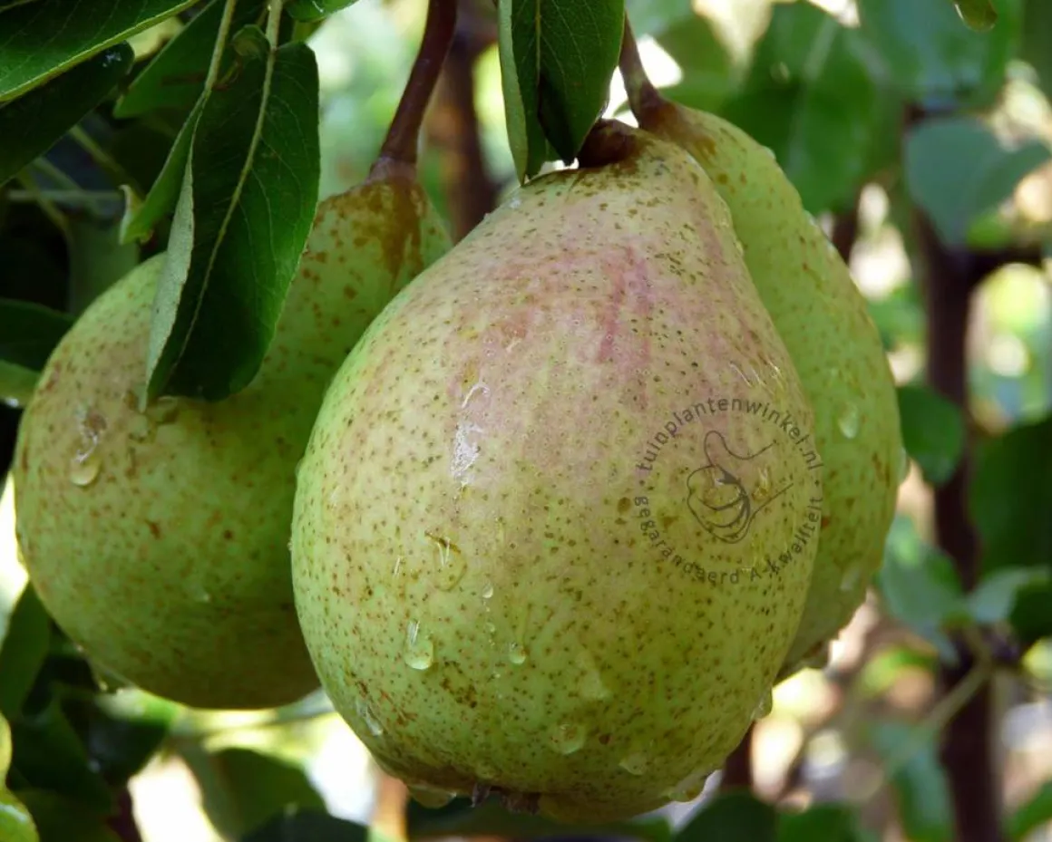 Pyrus communis 'Saint Remy' - laagstam