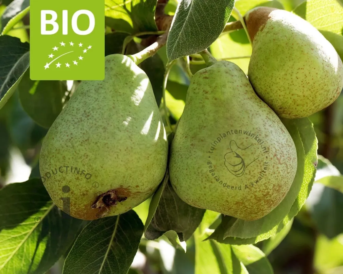 Pyrus communis 'Williams' - BIO halfstam