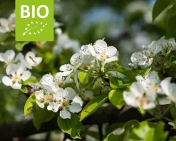 Pyrus communis 'Williams' - BIO laagstam