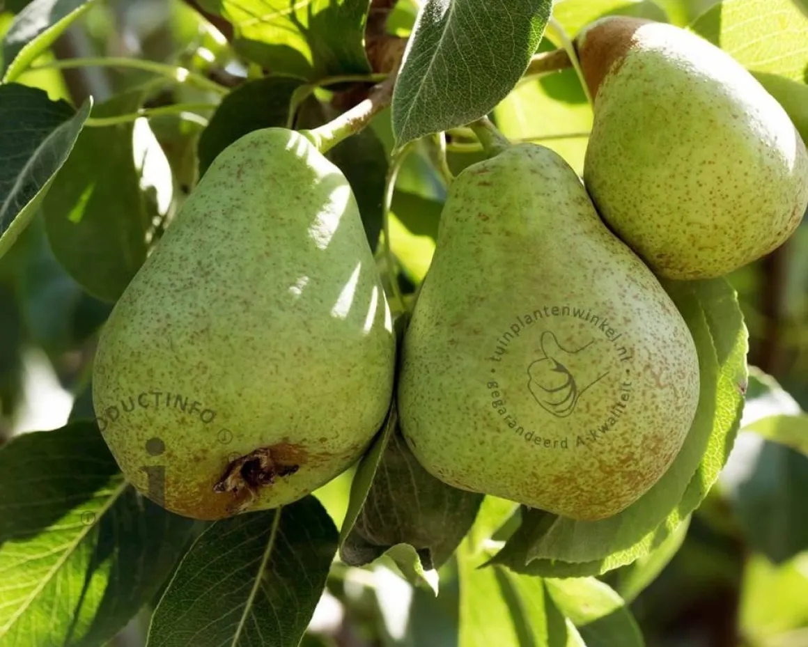 Pyrus communis 'Williams' - hoogstam