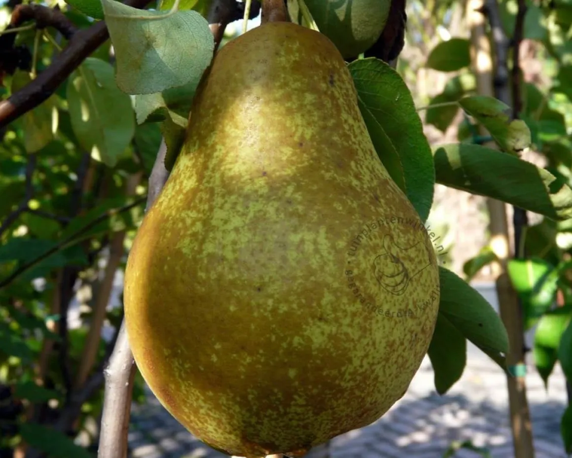 Pyrus communis 'Williams' - hoogstam