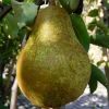 Pyrus communis 'Williams' - laagstam
