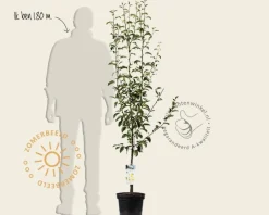 Pyrus communis 'Williams' - laagstam