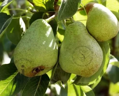 Pyrus communis 'Williams' - laagstam