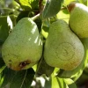 Pyrus communis 'Williams' - mini