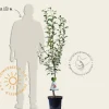 Pyrus communis 'Zoete Brederode' - laagstam