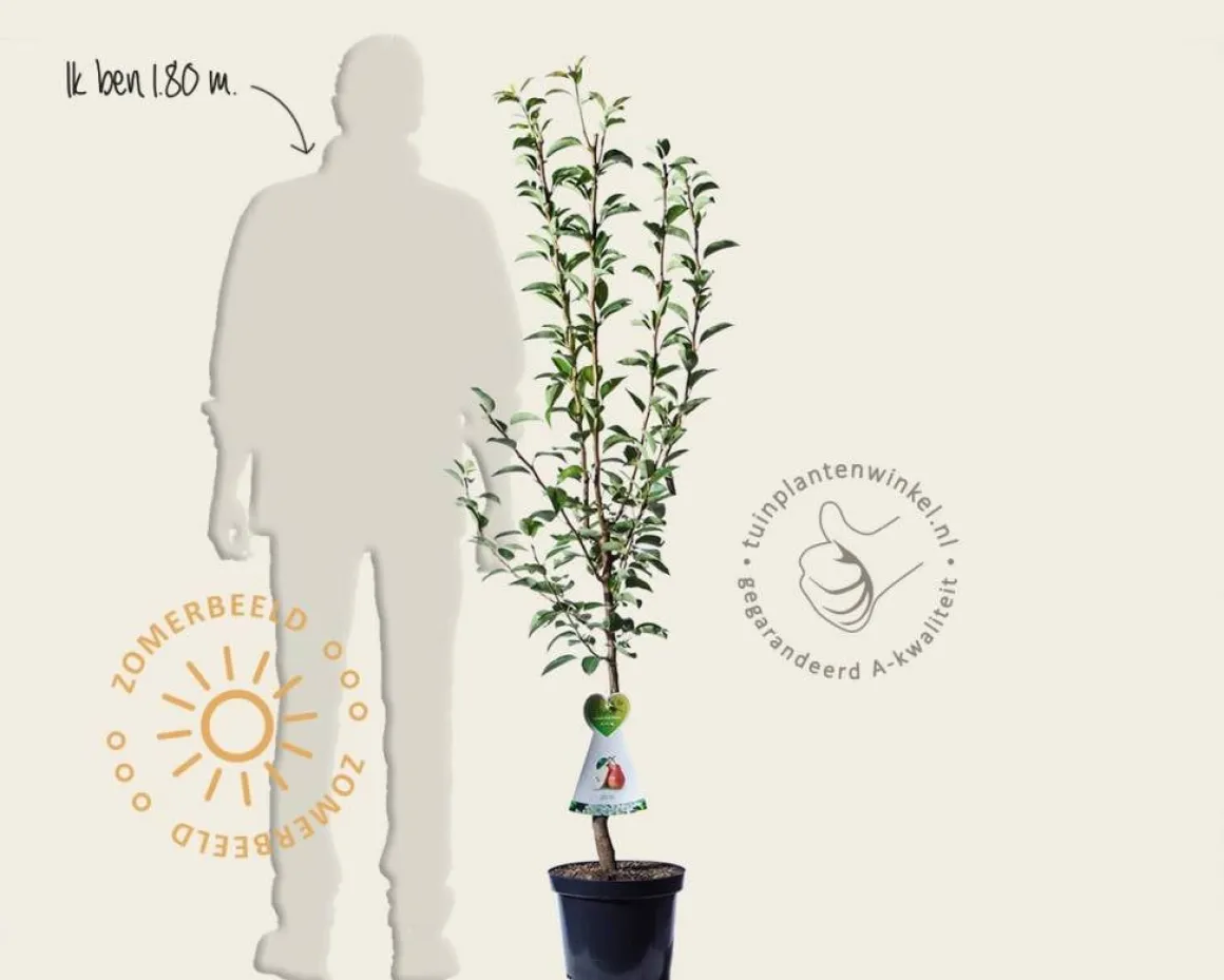 Pyrus communis 'Zoete Brederode' - laagstam