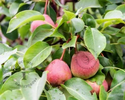 Pyrus communis 'Zoete Brederode' - laagstam