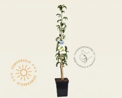 Pyrus 'Condo' - zuilvorm