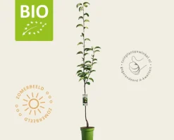 Pyrus pyrifolia 'Kosui' - BIO laagstam