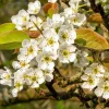 Pyrus pyrifolia 'Niitaka' - halfstam